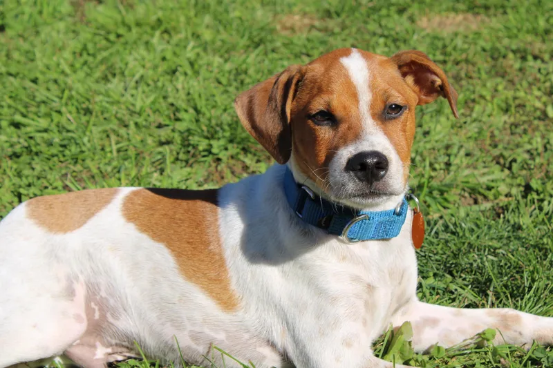 A baby small-sized male Dachshund dog named Logan for adoption in Waukesha , WI