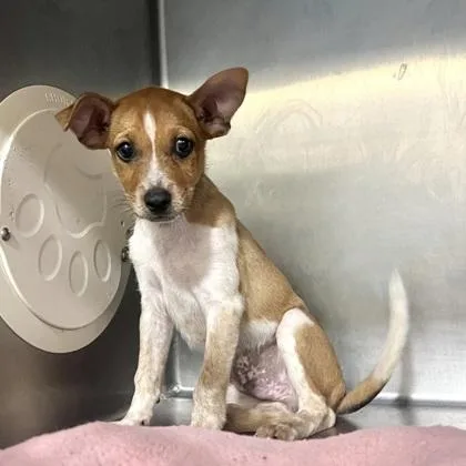 A baby medium-sized male Cattle Dog dog named Bernie for adoption in Morton Grove, IL