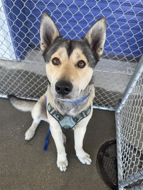 A young large-sized male Siberian Husky dog named Kid for adoption in Bakersfield, CA