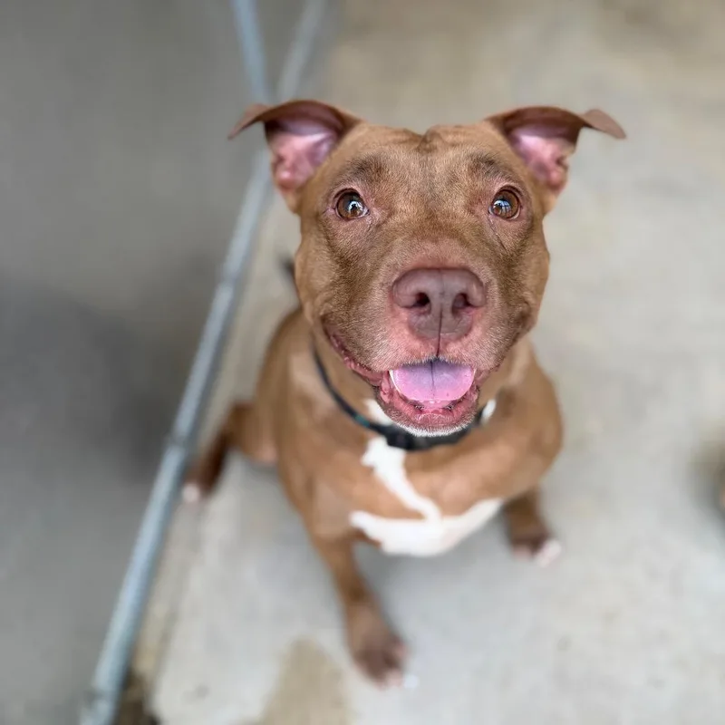 An adult medium-sized female Brown / Chocolate Pit Bull Terrier dog named Cherokee for adoption in Perkiomenville, PA