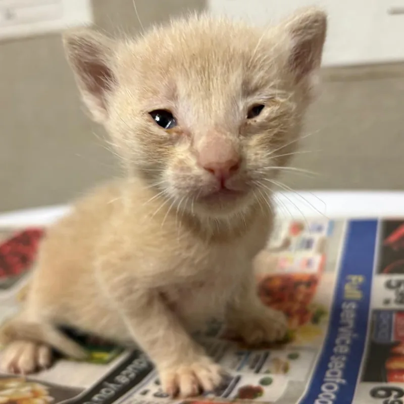 A baby small-sized male Cream / Ivory Domestic Short Hair cat named Rallie for adoption in Yuma, AZ