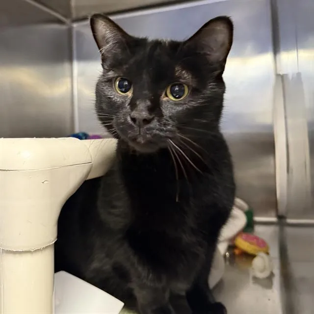 An adult large-sized female Domestic Short Hair cat named Macy for adoption in Las Vegas, NV