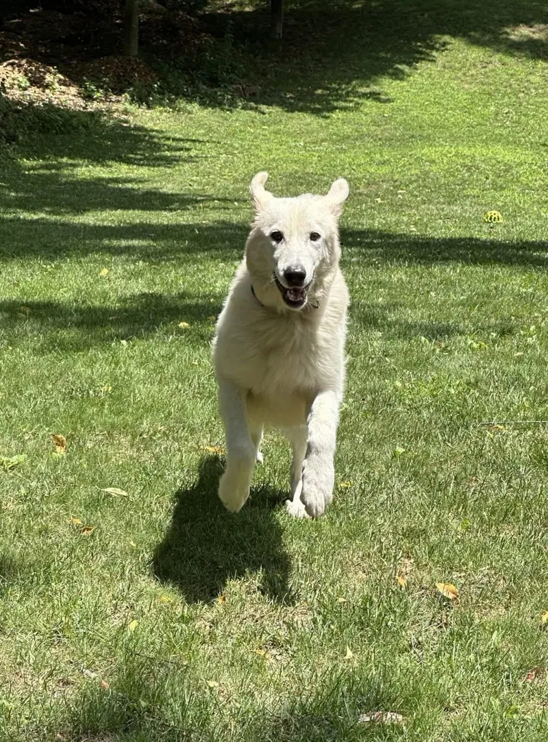 Lulu