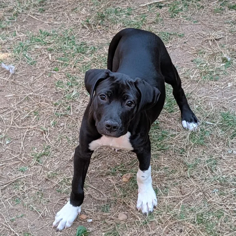 A baby small-sized male Black Mixed Breed dog named Trapbender for adoption in Fredericksburg, VA