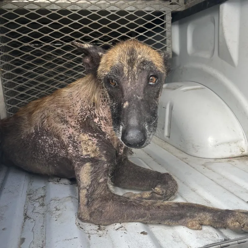 An adult medium-sized female Belgian Shepherd / Malinois dog named Shayla Wayla for adoption in Edinburg, TX