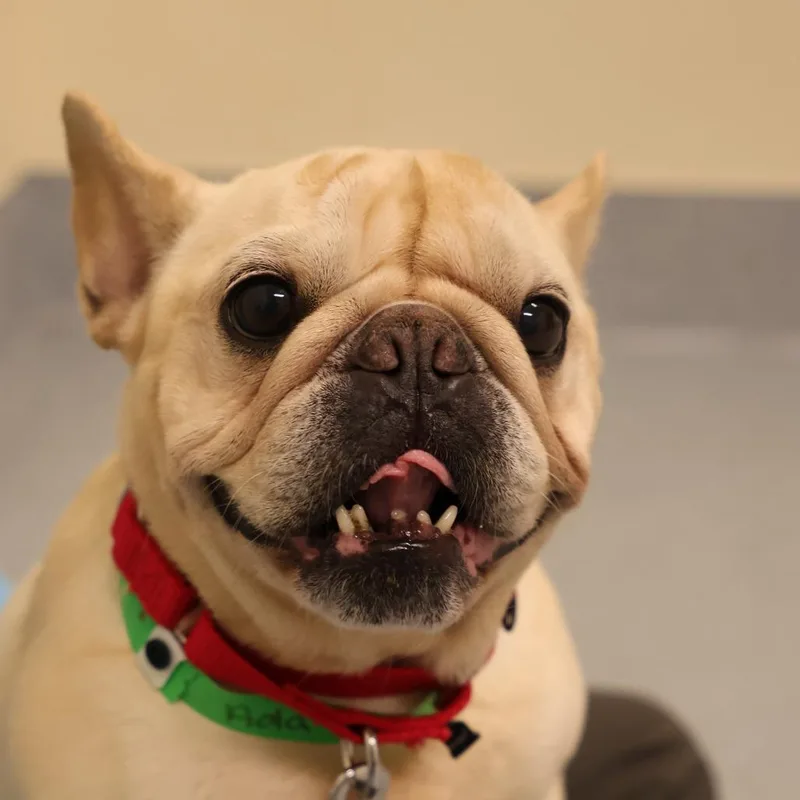 An adult small-sized female Yellow / Tan / Blond / Fawn French Bulldog dog named Glinda aka Ada for adoption in Briarcliff Manor, NY