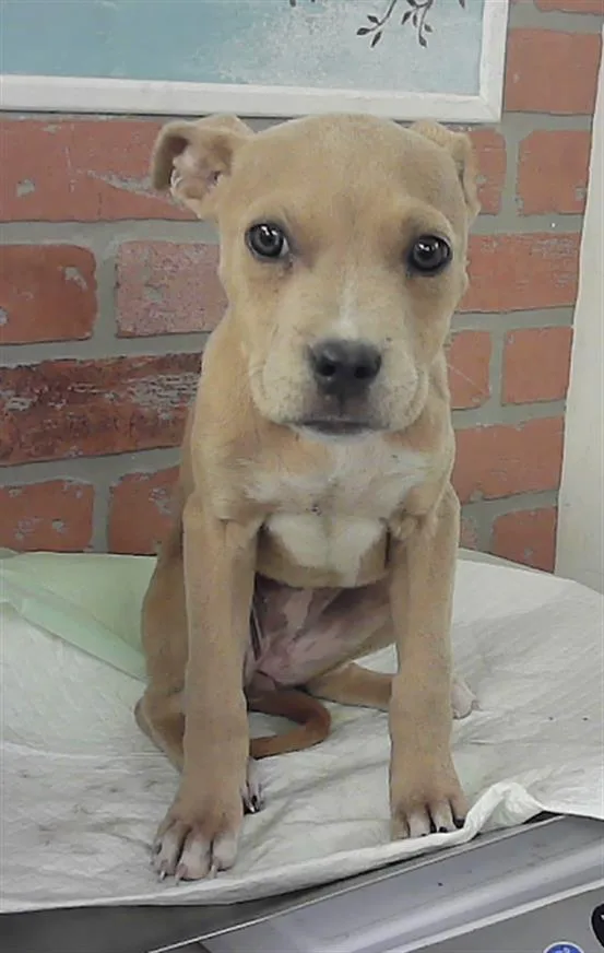 A baby small-sized female Staffordshire Bull Terrier dog named Shelly for adoption in Houston, TX