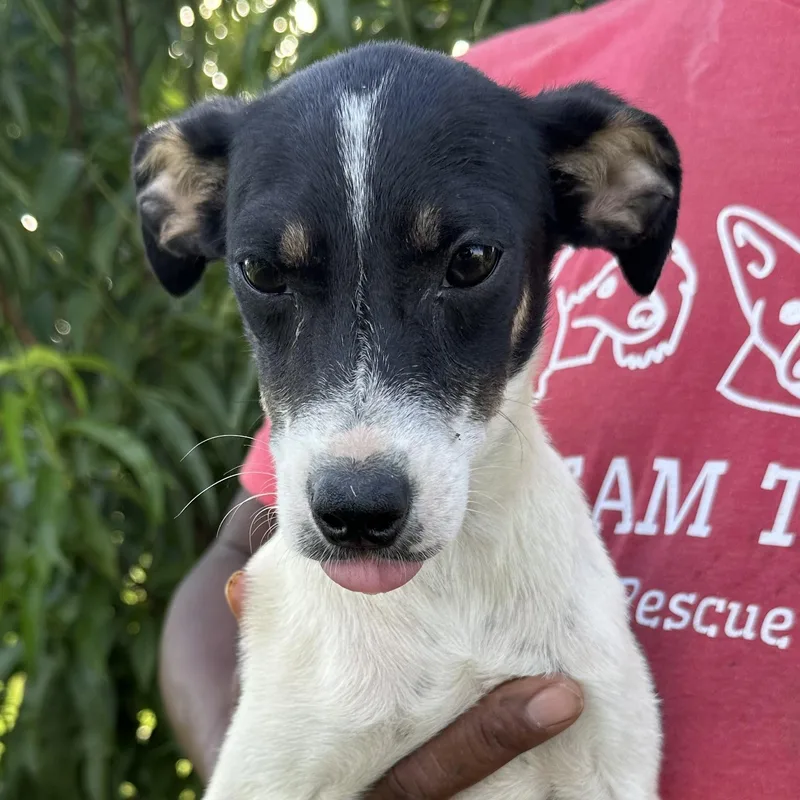 A baby small-sized male White / Cream Rat Terrier dog named Stevie  Local July for adoption in Brookshire, TX