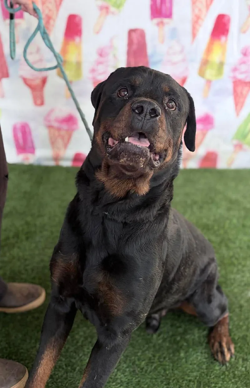 A senior large-sized male Rottweiler dog named Walton for adoption in Hillsboro, NH