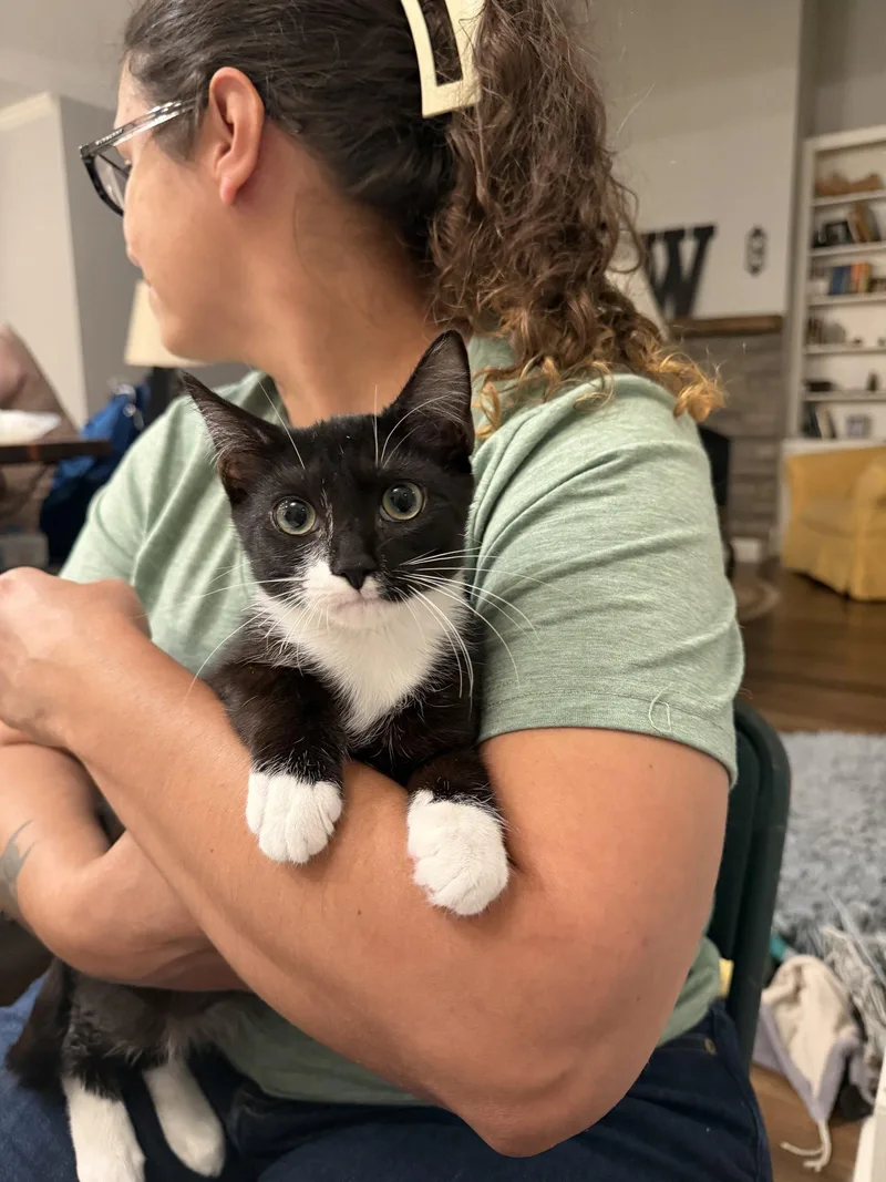 A young medium-sized male Domestic Short Hair cat named Goat for adoption in Camden, SC