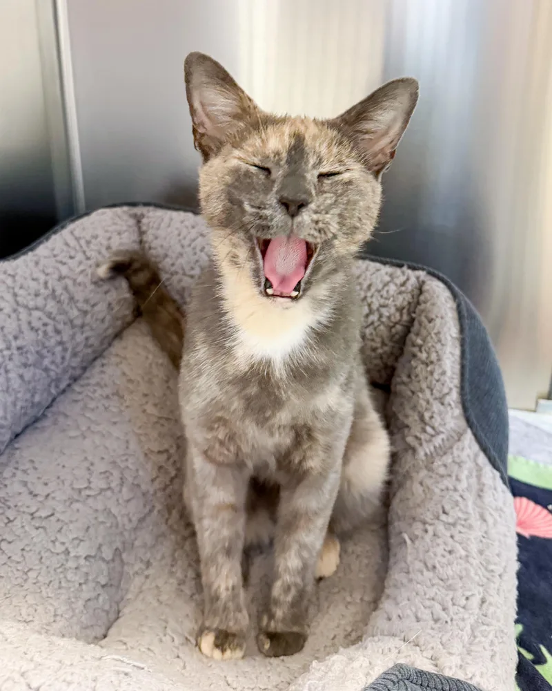 A young medium-sized female Dilute Calico American Shorthair cat named Angel for adoption in Scituate, MA