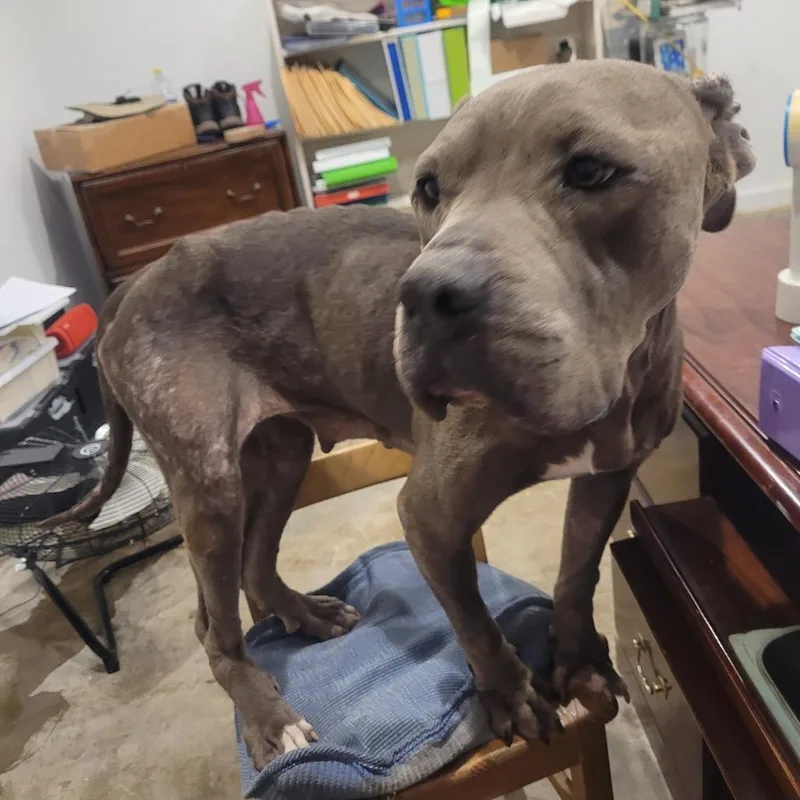 An adult medium-sized female Terrier dog named River for adoption in Clarksdale, MS