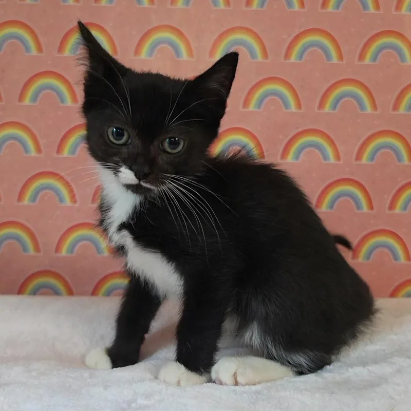 A baby small-sized female Black Domestic Short Hair cat named Alvine for adoption in Fredericksburg, VA