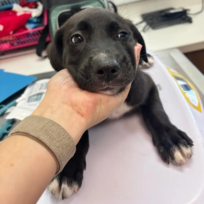A baby small-sized female Black Labrador Retriever dog named Monarch for adoption in Corpus Christi, TX