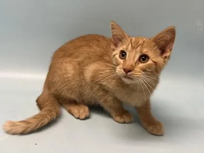 A baby small-sized male Domestic Short Hair cat named Sunfire for adoption in Coon Rapids, MN