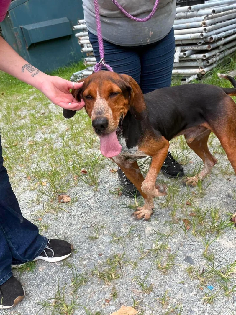 An adult medium-sized male Hound dog named Bandit for adoption in Elizabethtown, NC