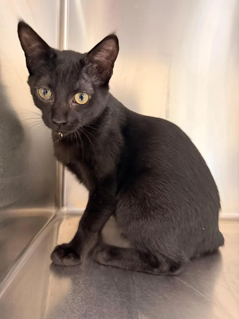 A baby medium-sized male Black Domestic Short Hair cat named Sylvester for adoption in Marietta, GA
