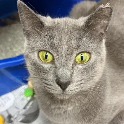 Grey Baby thumbnail 4