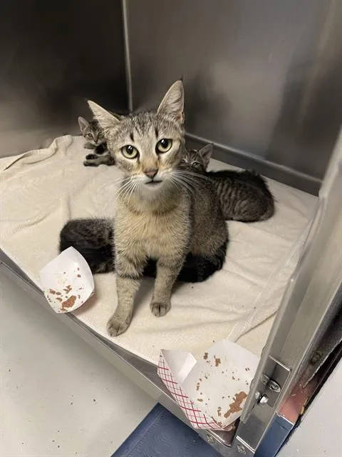 A young medium-sized female Domestic Short Hair cat named Cienna for adoption in Santa Cruz, CA