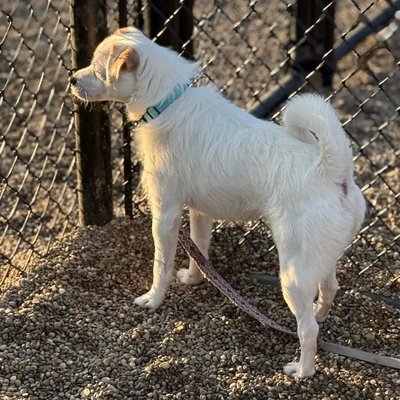 An adult medium-sized male White / Cream Jack Russell Terrier dog named Junior for adoption in Columbia Station, OH