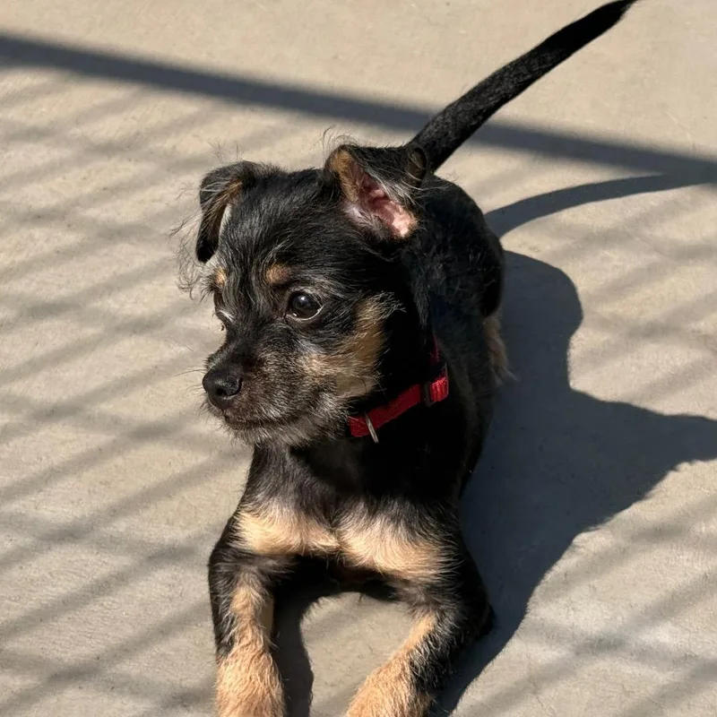 A young small-sized male Black Chihuahua dog named Fred for adoption in West Richland, WA