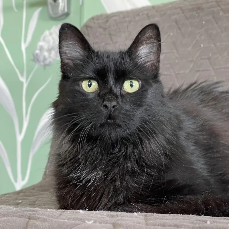 An adult large-sized female Black Domestic Medium Hair cat named Cinder for adoption in Chapel Hill, NC