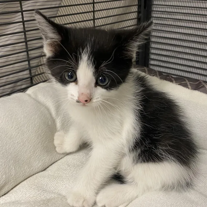 A baby small-sized female Black Domestic Short Hair cat named Liberty for adoption in Norfolk, NE