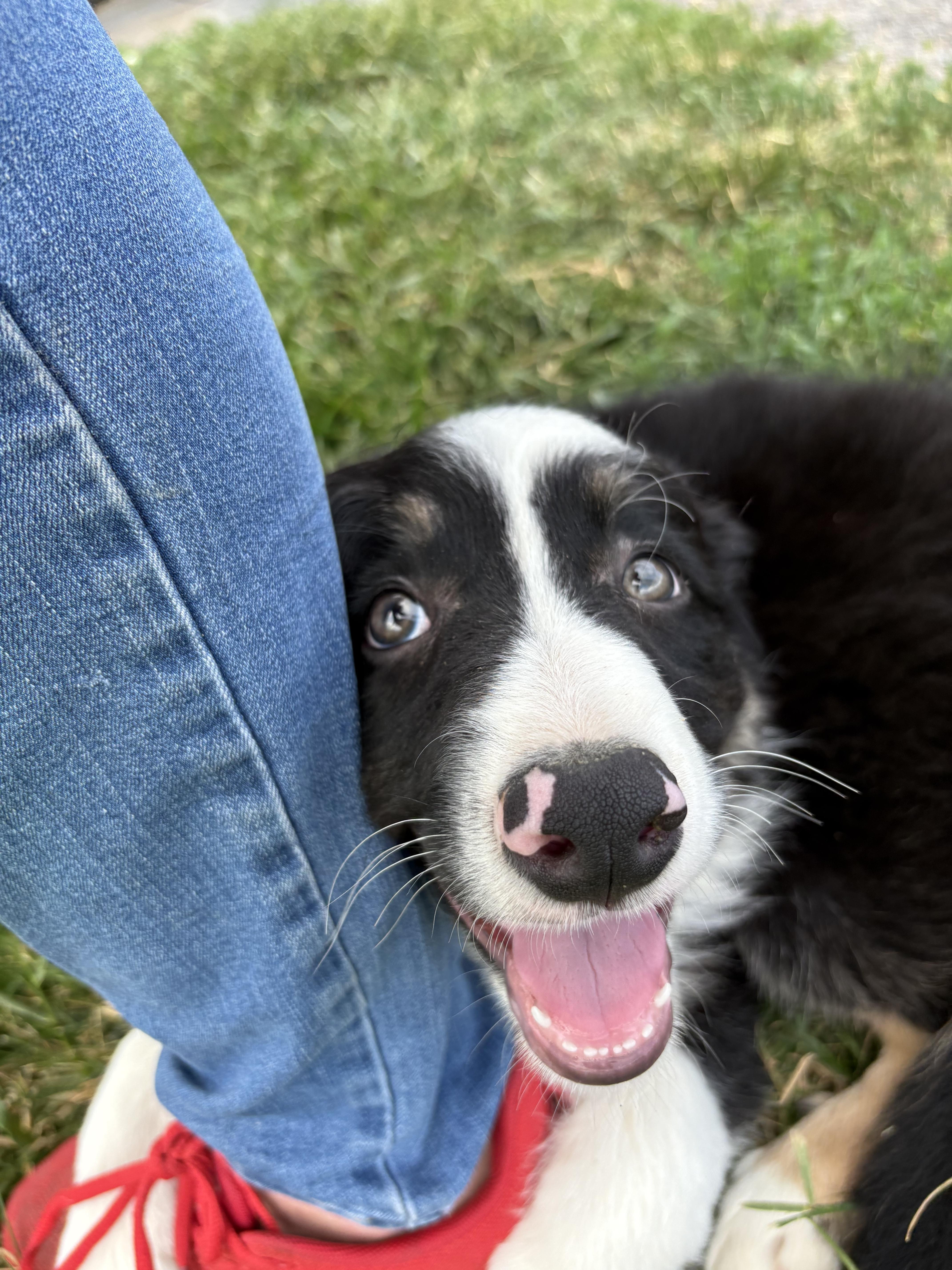 A baby medium-sized male Border Collie dog named Tristan for adoption in Havertown, PA