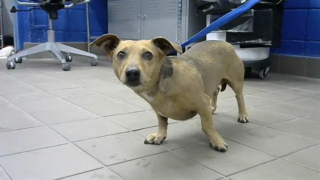 An adult small-sized male Dachshund dog named Uno for adoption in Albuquerque, NM