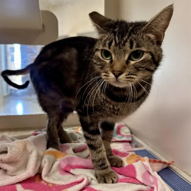 A young small-sized female Domestic Short Hair cat named Lady for adoption in Riverside, CA