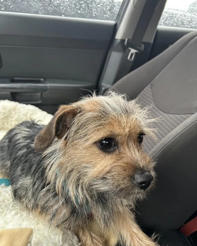 Cindy Lou thumbnail 2