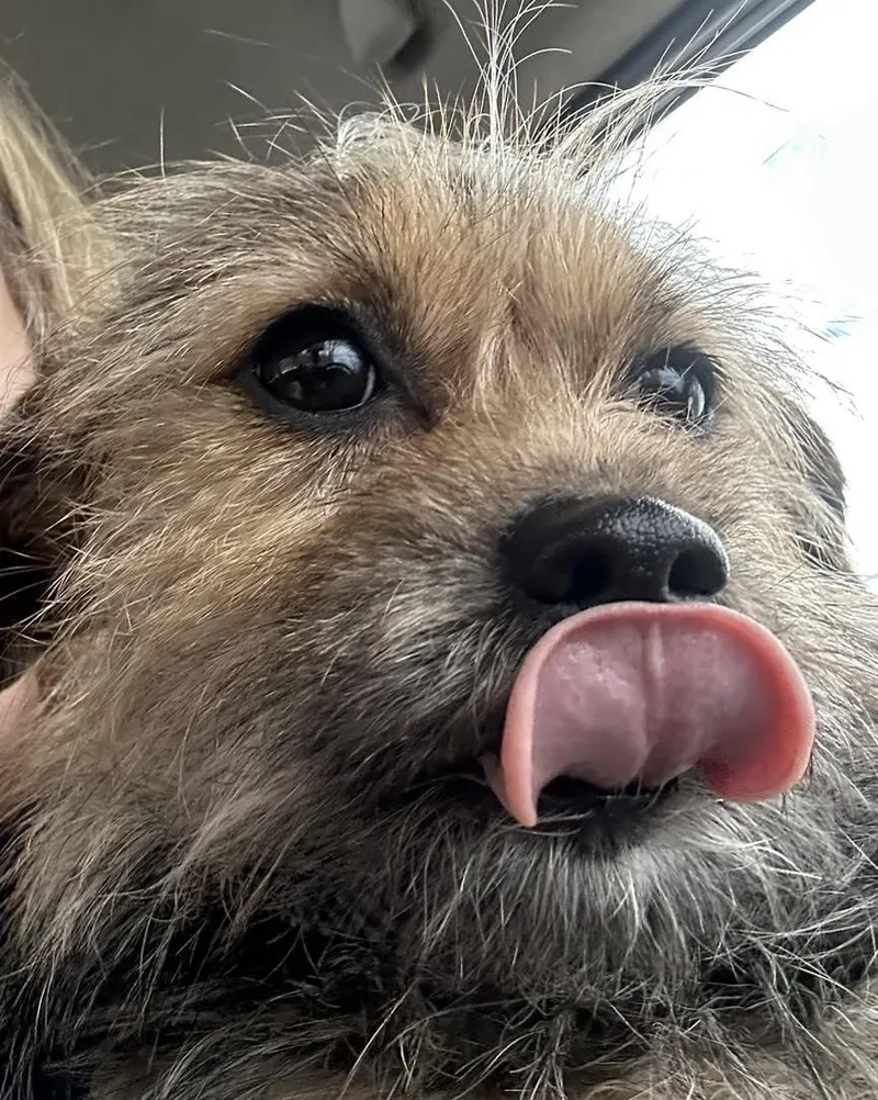 Cindy Lou thumbnail 3