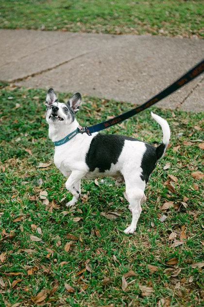 A senior small-sized male Rat Terrier dog named Puppy Love for adoption in New Orleans, LA
