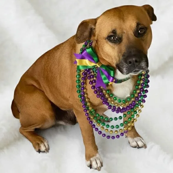 An adult large-sized female Black Mouth Cur dog named Momma for adoption in Grand Bay, AL