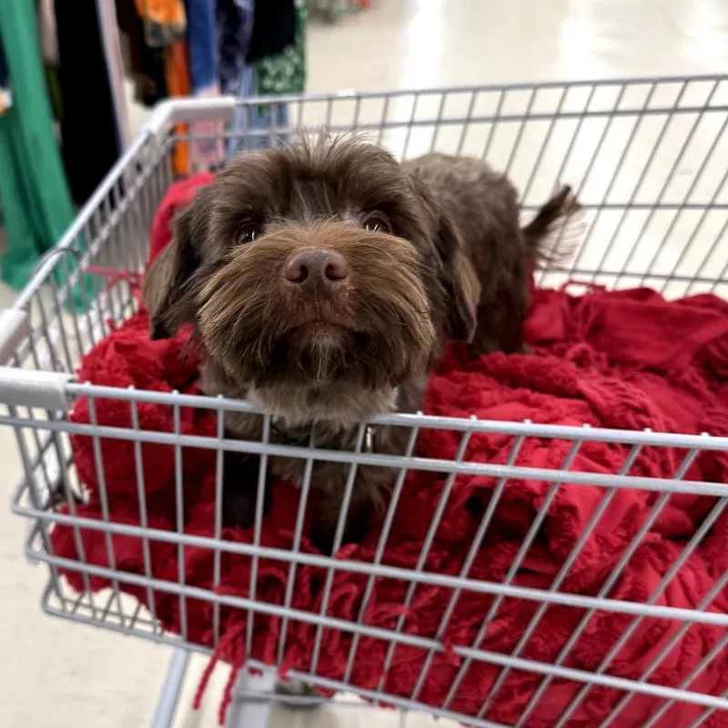 An adult small-sized male Brown / Chocolate Yorkshire Terrier dog named Rainey for adoption in Bessemer, AL
