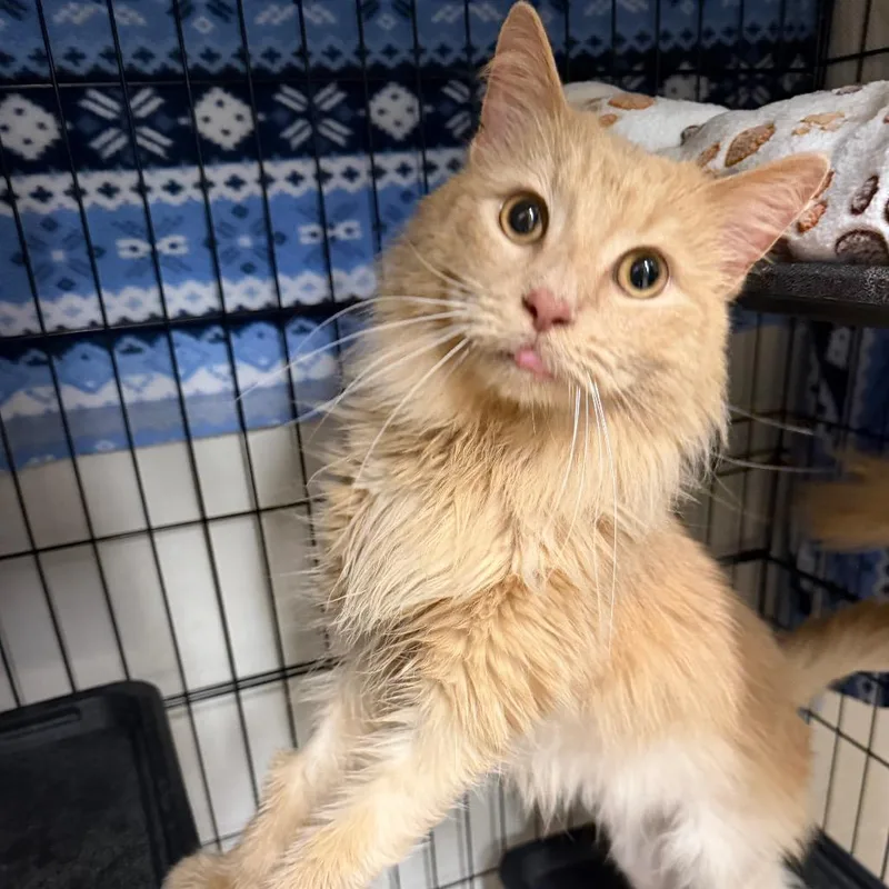 An adult medium-sized male Orange / Red Domestic Long Hair cat named Jupiter for adoption in Middleburg Heights , OH