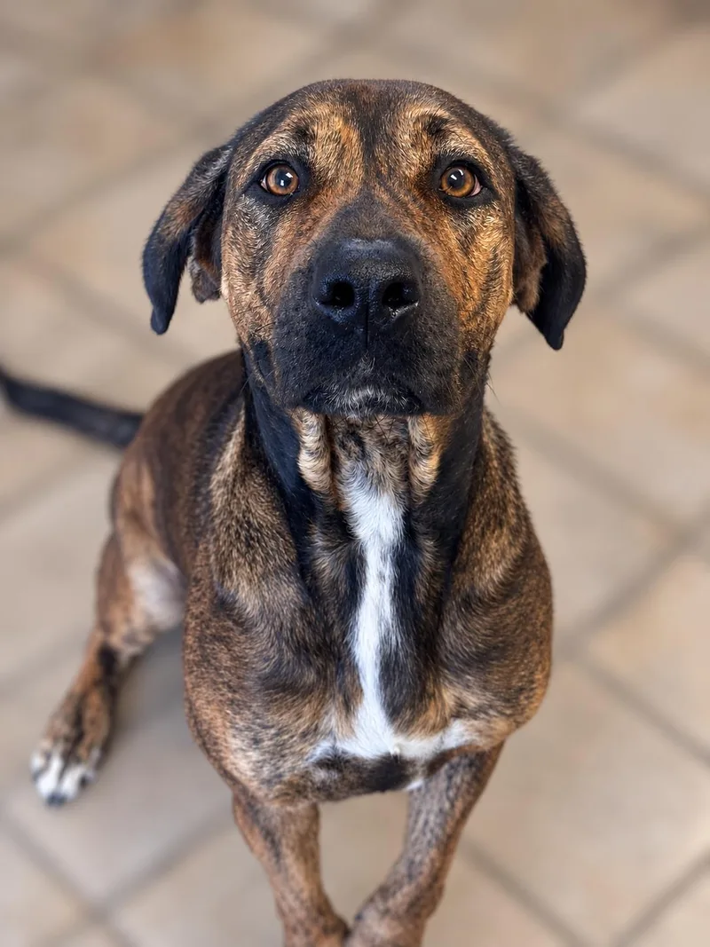 An adult large-sized female Mixed Breed dog named Izzy for adoption in Norwich, NY