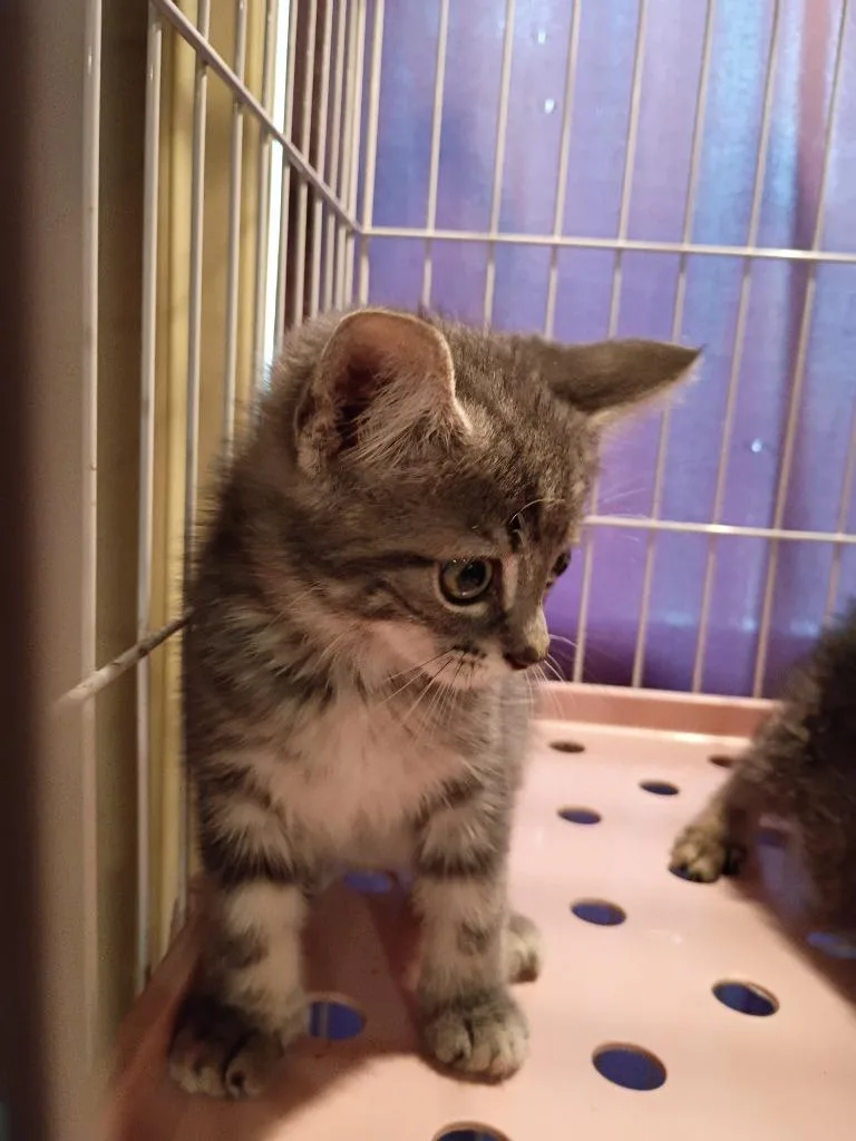 A baby small-sized male Domestic Short Hair cat named Waylon for adoption in LIberty, NY