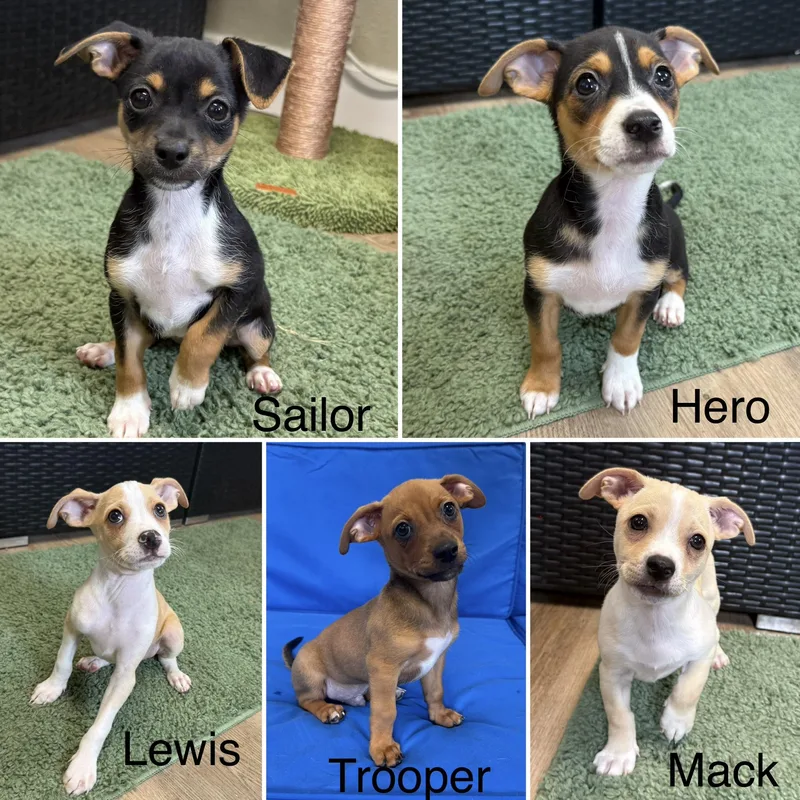 A young small-sized male Chihuahua dog named Trooper for adoption in Plant City, FL
