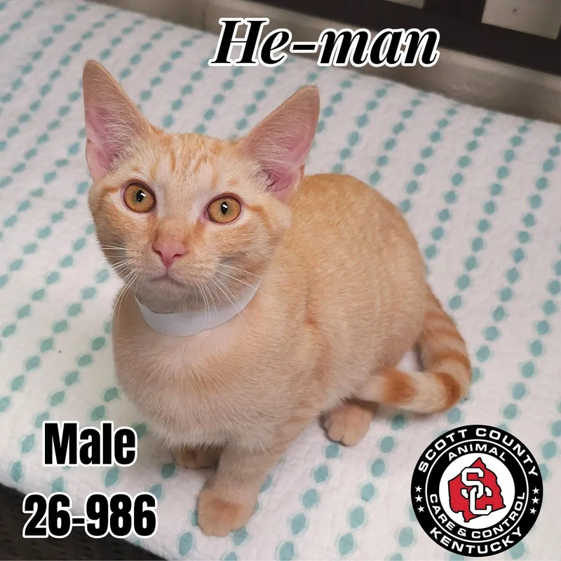 A young small-sized male Domestic Short Hair cat named Heman for adoption in Georgetown, KY