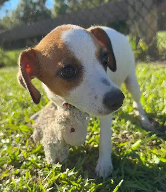 A baby large-sized female Mixed Breed dog named Kathy for adoption in Tarrytown, GA
