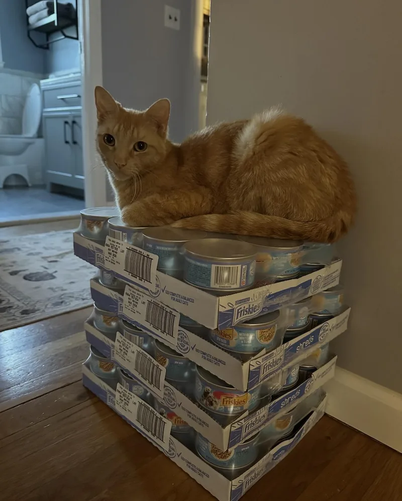 A young medium-sized female Orange / Red Domestic Short Hair cat named Cara Cara for adoption in Staten Island, NY