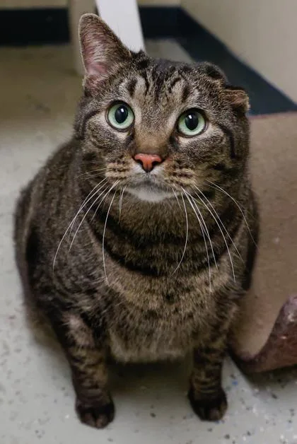 An adult large-sized female Domestic Short Hair cat named Chesire for adoption in Baraboo, WI