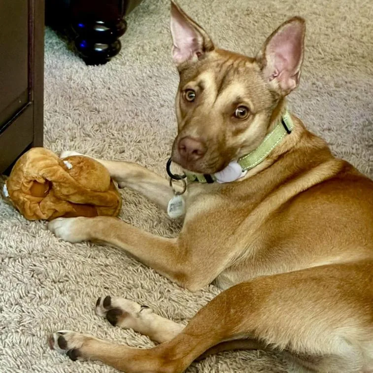 A young medium-sized male Golden Carolina Dog dog named Johnny Ringo for adoption in Mead, CO