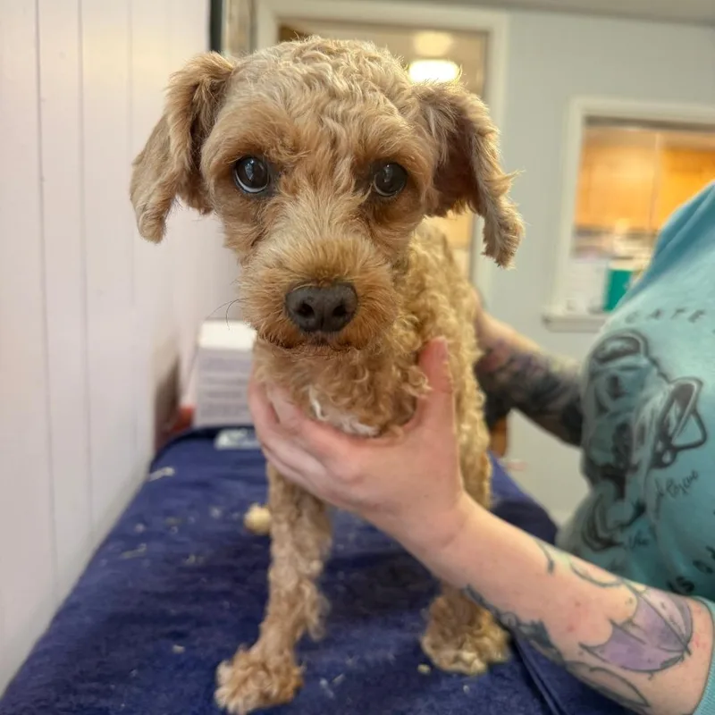 An adult small-sized female Red / Chestnut / Orange Miniature Poodle dog named Tsuki for adoption in Madison, WI