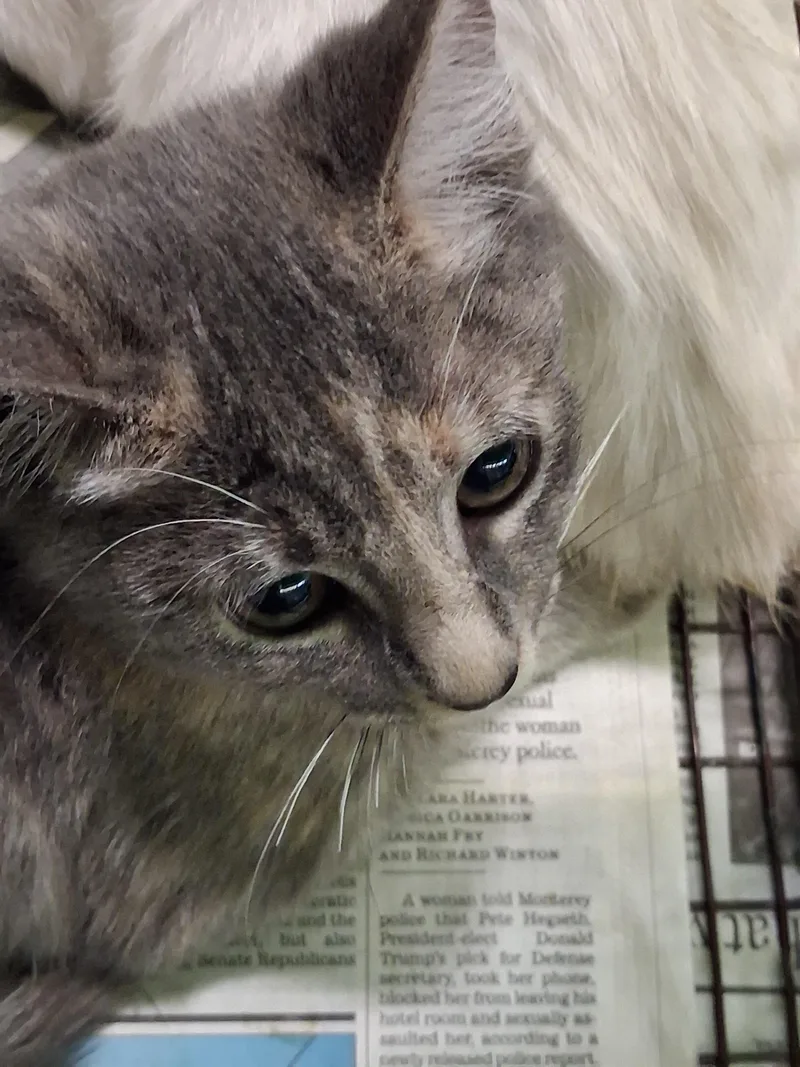 A baby medium-sized female Domestic Short Hair cat named Jen for adoption in Los Angeles, CA