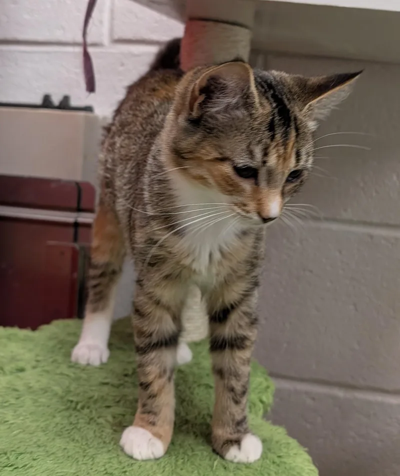 A baby medium-sized female Calico Domestic Short Hair cat named Penny for adoption in Smithfield, NC