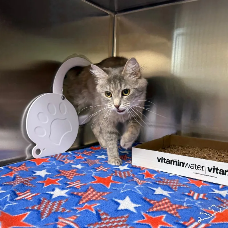 An adult medium-sized female Tortoiseshell Domestic Long Hair cat named Honey Hot for adoption in New York, NY