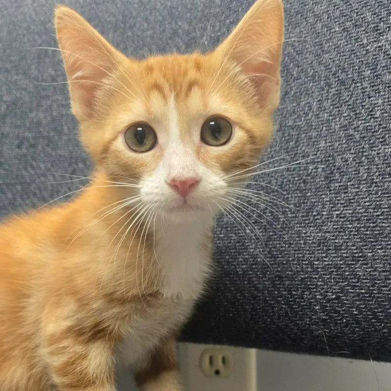 A baby medium-sized male Domestic Short Hair cat named Franky for adoption in Sunrise Beach, MO