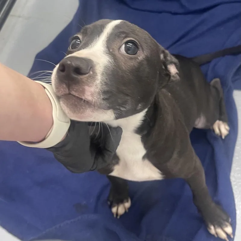 A young small-sized female Black Mixed Breed dog named Elsa for adoption in Henderson, KY